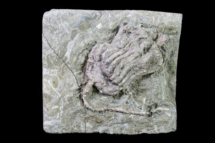 Fossil Crinoid (Dizygocrinus) - Missouri #157186